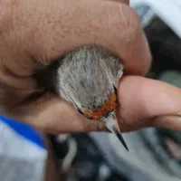 سهره فیروزکوه|پرنده|پاکدشت, حصار امیر|دیوار