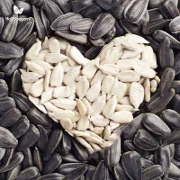 فروش مغز تخمه آفتابگردان