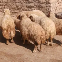 میش داشتی