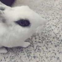 خرگوش نر سالم و تمیز خوشگل و مودب