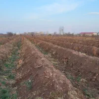 ۶۰۰۰باغ انگور+۲۰۰مترمسکونی+۲ساعت‌آب سند‌دار