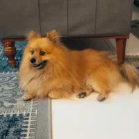 پامرین روباهی  نژاد اصل