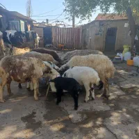 گوسفند(میش وبره)درخرم آباد|حیوانات مزرعه|کوهدشت, |دیوار