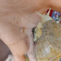 حلزون تخم گذار مولد هرکدام