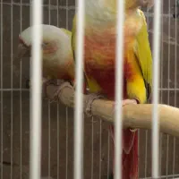 گرینچیک ردچیک