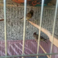 2تا گلبسر نر .بالغ.