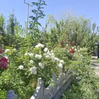 باغچه-450متری-شاهنامه