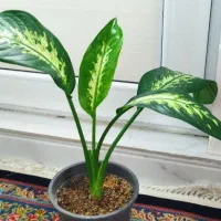 گل دیفن|گل و گیاه طبیعی|قروه, |دیوار