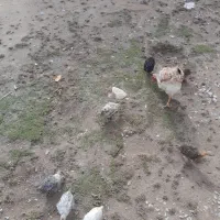 مرغ بومی با جوجه