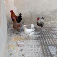 مرغ و خروس درجه یک|حیوانات مزرعه|ملکشاهی, |دیوار