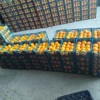 پرتقال نارنگی نارنج|عمده‌فروشی|بابل, |دیوار