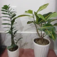 گل طبیعی