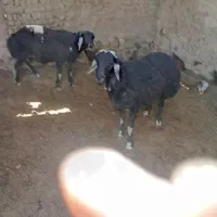 دام