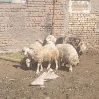 بره قوچی بروجردی|حیوانات مزرعه|جلگه رخ, |دیوار