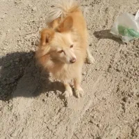 معاوضه با کبوتر