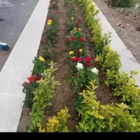 خدمات باغبانی