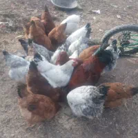 ۲۰عدد مرغ محلی فروشی یک عدد ۵۰۰ هزار تومان  هریس
