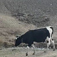 فروش‌گاو|حیوانات مزرعه|چاراویماق, |دیوار