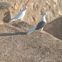 سفید شونی خوشونه|پرنده|چگنی, |دیوار