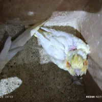 عروس هلندی سرلاکی لوتینو|پرنده|شادگان, |دیوار