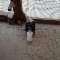 یک جفت کبوتر جکسون/ بالغ