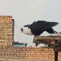 ریش سیاه گم کردم