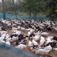 فروش اردک محلی
