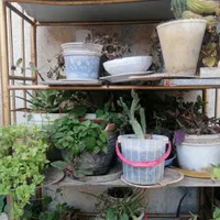 فروش گل طبیعی|گل و گیاه طبیعی|شیراز, شهرک مهدیآباد|دیوار