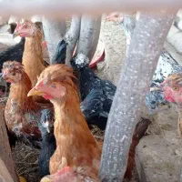 جوجه خروس محلی