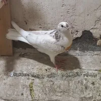 کفتر تهرانی در فردوسیه