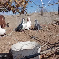 چهارتا کفتر  پرشی  فروشی جفت 700|پرنده|جغتای, |دیوار