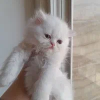 گربه پرشین بریتیش ماده|گربه|لاهیجان, کوی خزر|دیوار