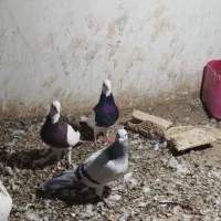 کبوتر|پرنده|تربت‌حیدریه, بالا ولایت|دیوار