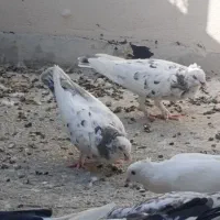 یه جفت کفتر|پرنده|اصفهان, کوی راه حق|دیوار