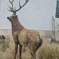 مجسمه گوزن فایبرگلاس سبک وزن نشکن با شاخ‌ مونتاژی