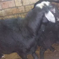 فروش قوچ
