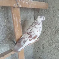 کبوتر بلند پرواز