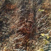 نهال انگور کشمش