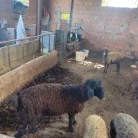 بره و میش و گوساله  و گاو گوساله دار|حیوانات مزرعه|ساری, |دیوار