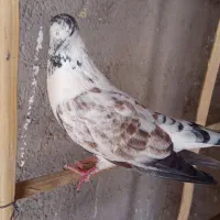 کبوتر اس و پرشی