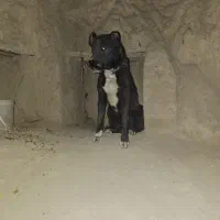سگ گله ای و نگهبان