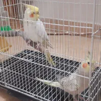 عروس هلندی  دو عدد|پرنده|مشهد, فردوسی|دیوار