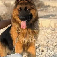 ژرمن شپرد شولاین