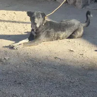 سگ عراقی