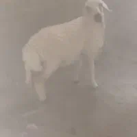 کاور چاق چمل زا