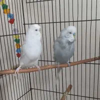 مرغ عشق انگلیسی مولد|پرنده|تهران, فلاح|دیوار