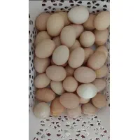 تخم مرغ محلی تازه و مقوی