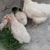 مرغ محلی با ۸ عدد جوجه ۵ تا ۶ ماهه