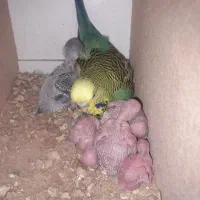 مرغ عشق انگلیسی با ۵ تا جوجه