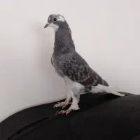 چهار تا کبوتر